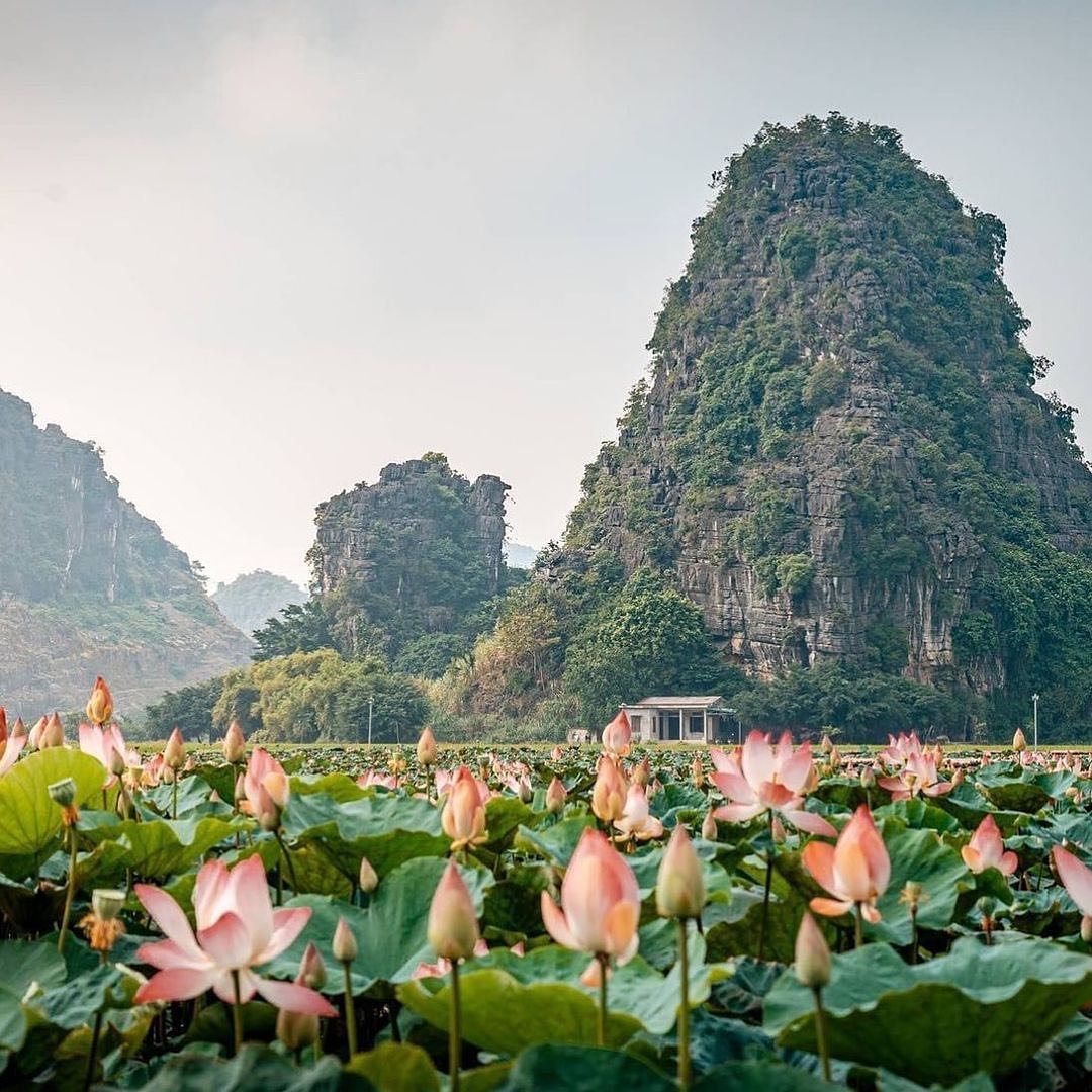Lotus blooming in Mua Cave, Ninh Binh