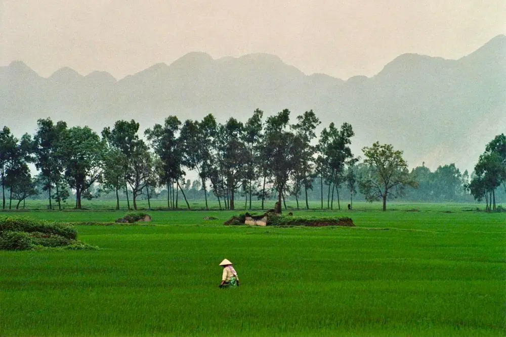 Local in a green rice field of Ninh Binh