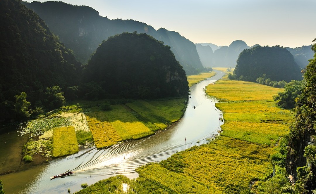 Yellow rice field in Tam Coc, Ninh Binh