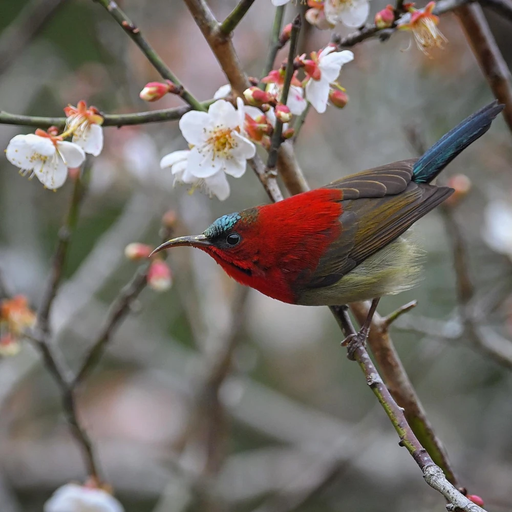 A Crimson sunbird in Cuc Phuong