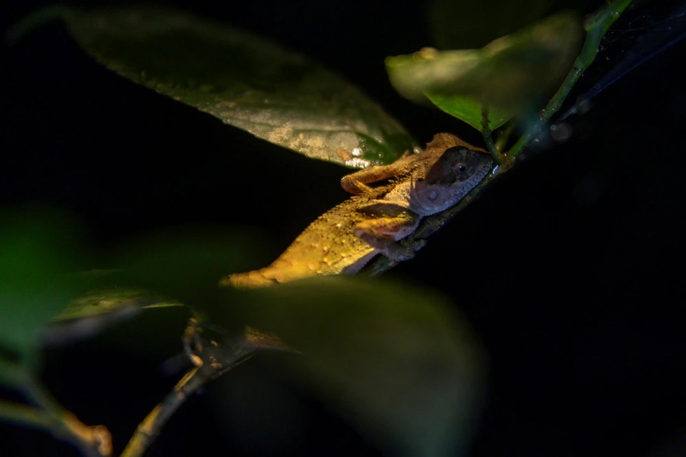 Nortunal animals in Cuc Phuong National Park