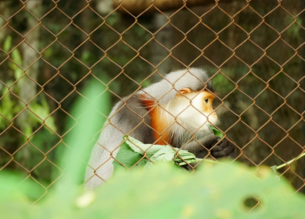 endangered animal is protecting in EPRC