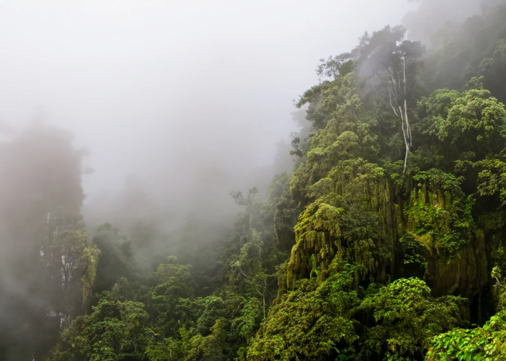 fog covers Cuc Phuong National Park forests in the morning