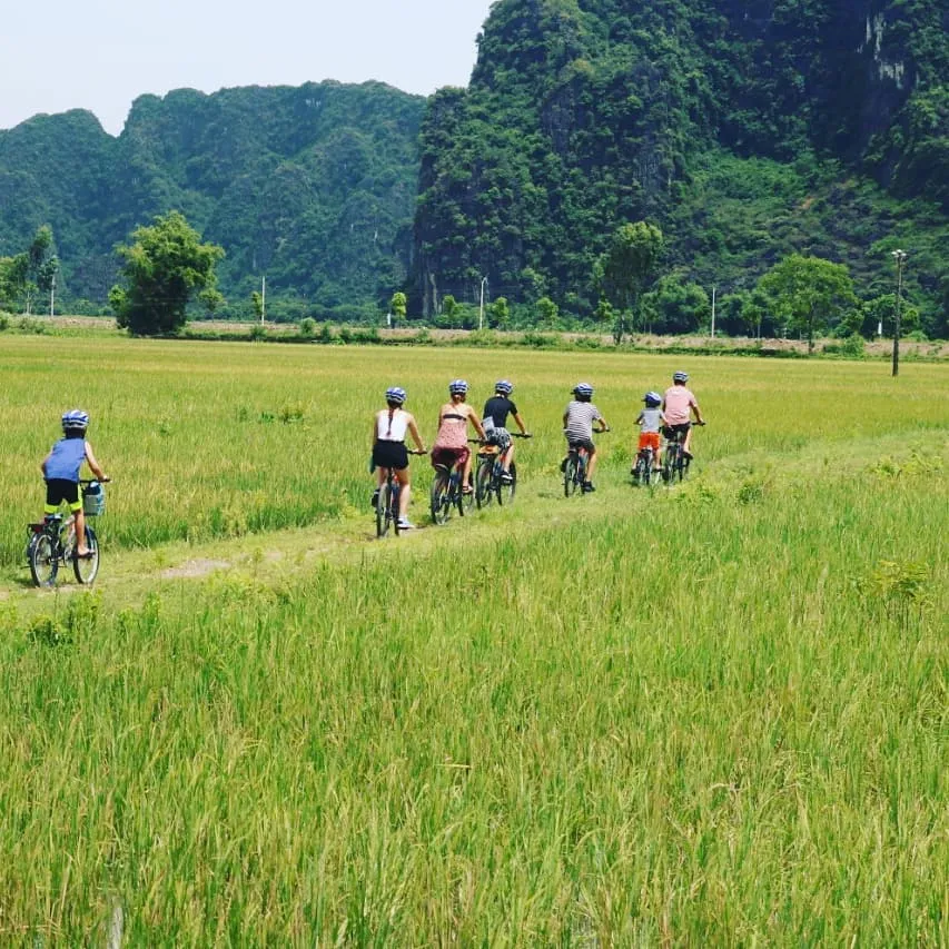 Travelers biking along green rice fields of Ninh Binh