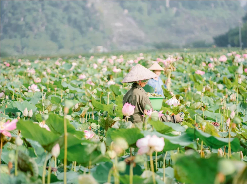 Harvesting lotus seed in Mua Cave pond