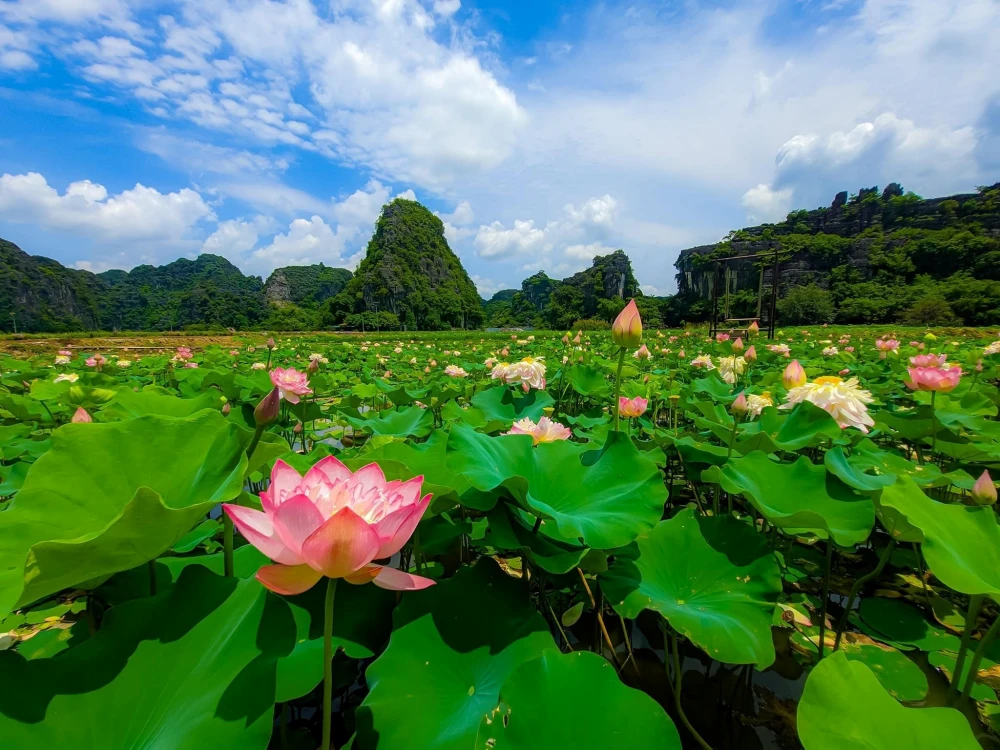 Lotus pond in Ninh Binh in June