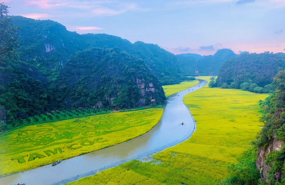 rice fields along Ngo Dong river turn yellow in May