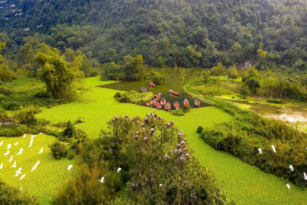 Birds flying back to their nest in Thung Nham