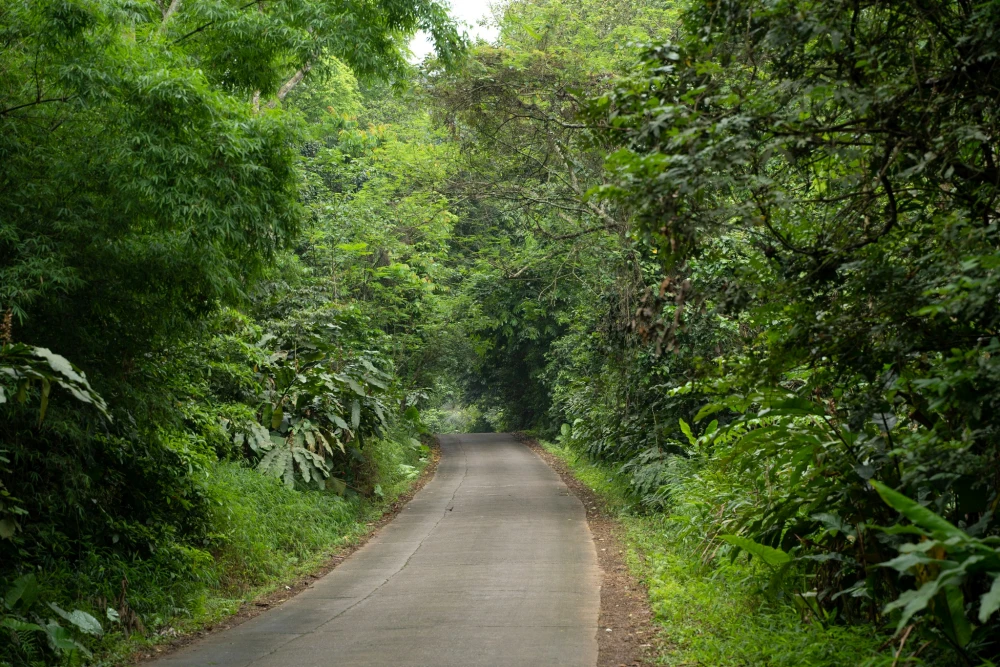 The clear path inside Cuc Phuong National Park