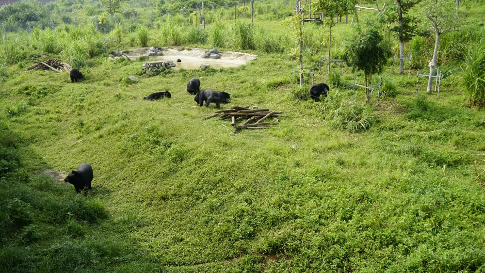 Bear Sanctuary Center, Ninh Binh