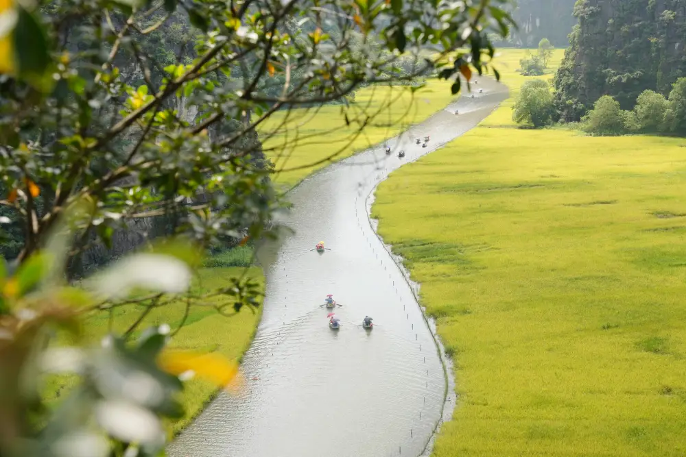 The rice field turn golden during May in Ngo Dong river in Tam Coc
