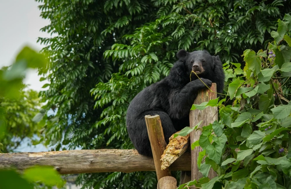 Bear playing in Ninh Binh Bear Sanctuary
