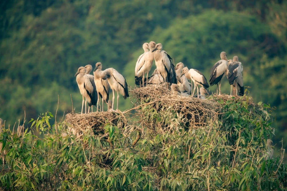 Flock of birds at sunset in Thung Nham Bird Valley