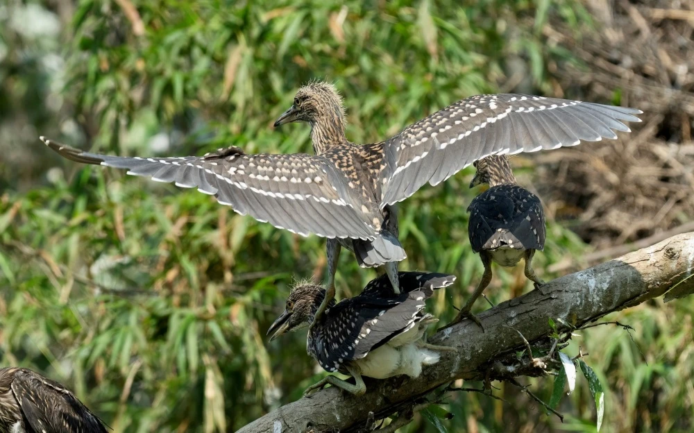 Close-up of a bird in Thung Nham Bird Valley