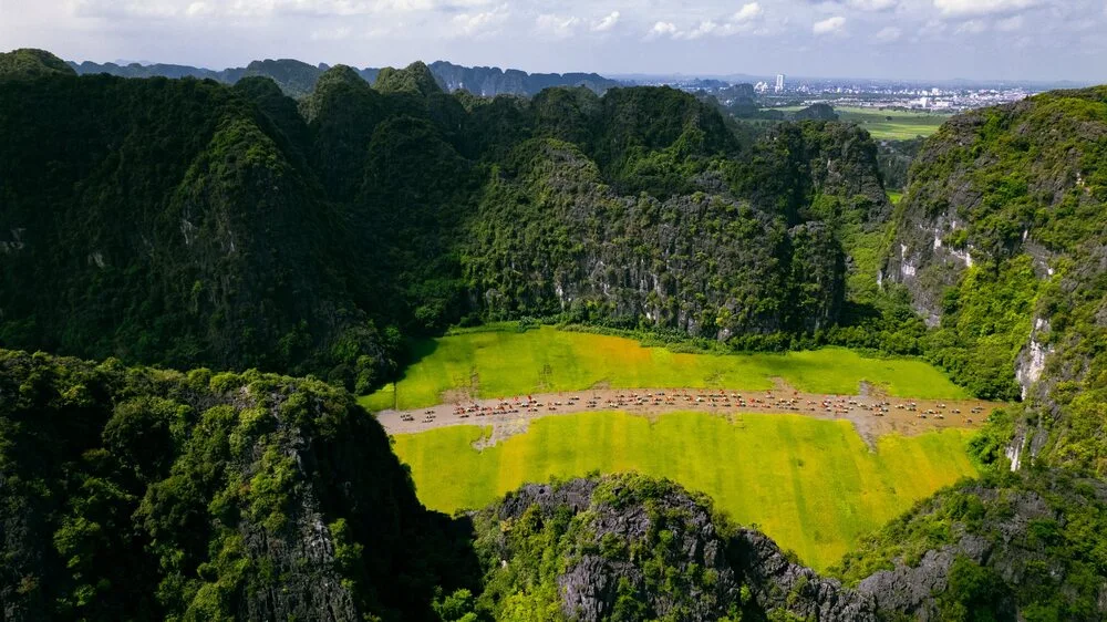 View from above of yellow rice fields and tall cliffs in Tam Coc 